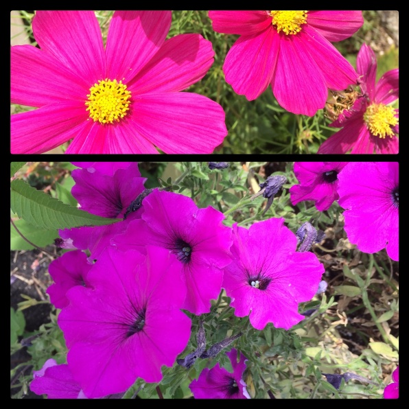 New Phototastic Collage Flowers (3)